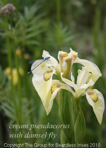cream pseudacorus with damsel fly